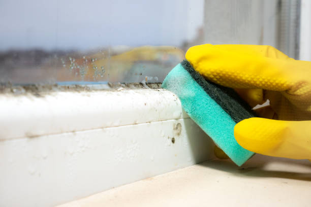 Best Industrial Mold Remediation in Woodson Terrace, MO