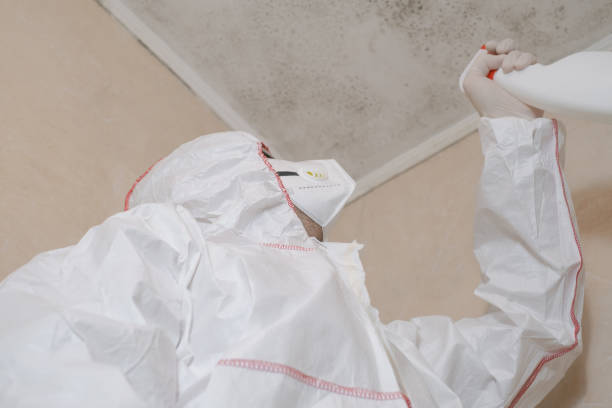 Best Attic Mold Remediation in Woodson Terrace, MO