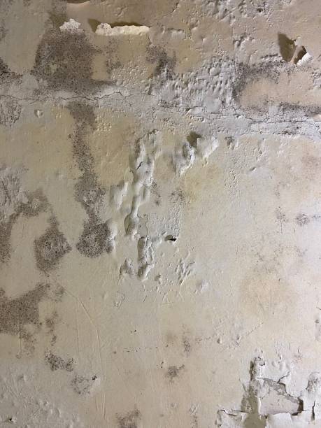 Trusted Woodson Terrace, MO Mold Remediation Experts