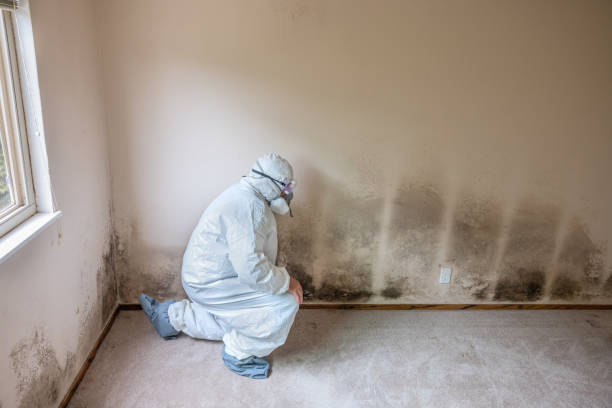 Best Crawl Space Mold Remediation in Woodson Terrace, MO
