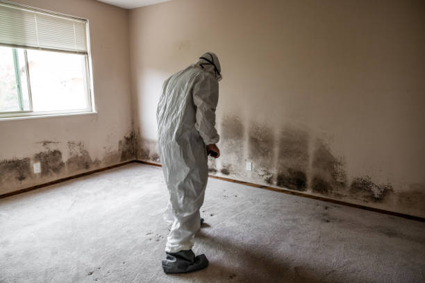 Best Post-Flood Mold Remediation in Woodson Terrace, MO